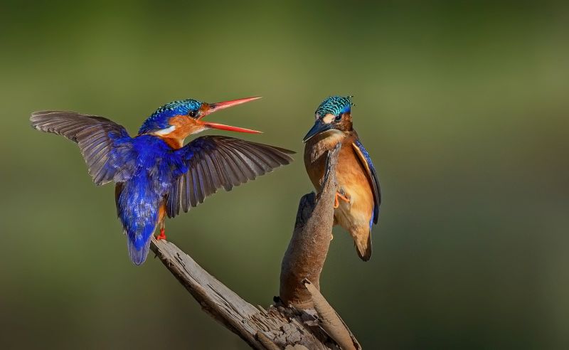 Vanderbijlpark Fotografiese Vereniging - Johan Brits - catch your own fish