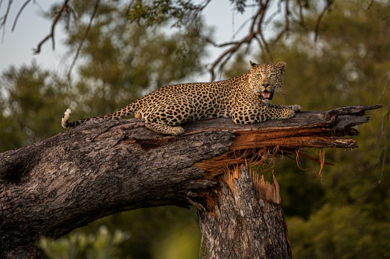 Vereeniging Photographic Society - Francois Oosthuysen - Resting Leopard