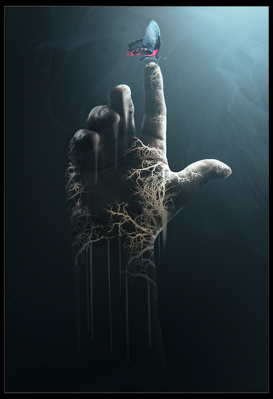 CLUB SILVER MEDAL - CREATIVE COLOUR - TOUCHING BUTTERFLIES - MARTIN BARBER - SOUTHERN SUBURBS