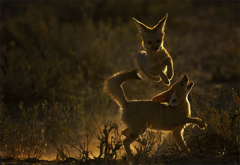 CLUB SILVER MEDAL - WILDLIFE NO BIRDS - HIGH JUMP - GEO JOOSTE - BLOEMFONTEIN CAMERA CLUB