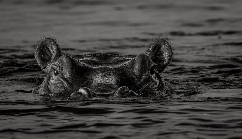 HCC CLUB BRONZE MEDAL - OPEN MONO - HIPPO LURKING - DAVE WICKHAM - HIGHWAY CAMERA CLUB