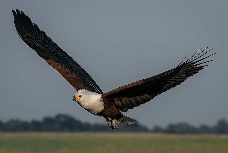 HCC CLUB BRONZE MEDAL - WILDLIFE BIRDS ONLY - WINGS OVER AFRICA - BRIDGID WICKHAM - HIGHWAY CAMERA CLUB