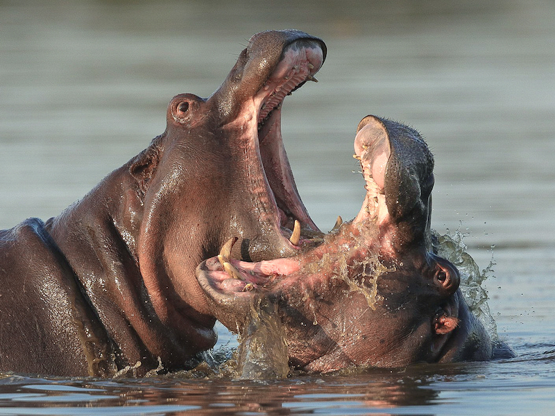 HCC CLUB BRONZE MEDAL - WILDLIFE NO BIRDS - THE FACE OFF - HUGH WATSON - HIGHWAY CAMERA CLUB