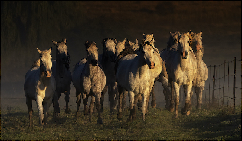 PSSA SILVER MEDAL - OPEN COLOUR - GEO JOOSTE - BLOEMFONTEIN CAMERA CLUB - THE FENCE