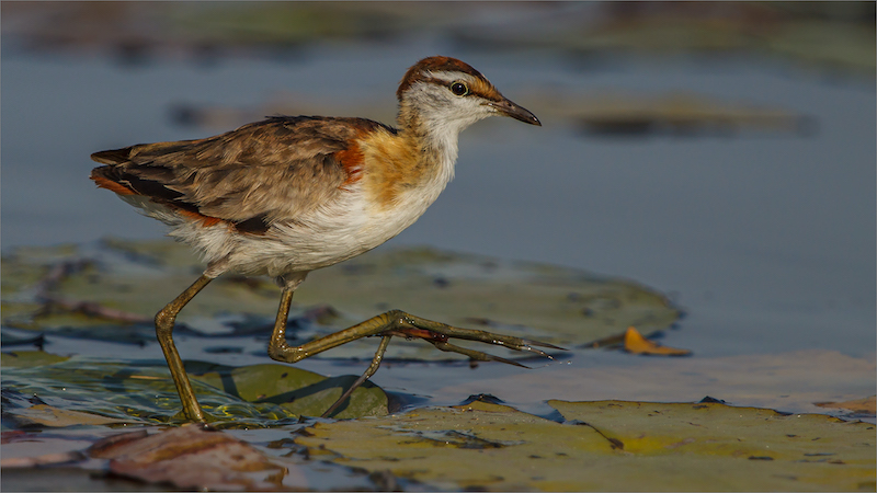 PSSA SILVER MEDAL - WILDLIFE BIRDS ONLY - LESSER JACANA ON THE MOVE - GONNIE MYBURGH - NATIONAL PHOTOGRAPHIC CLUB