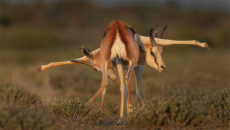 PSSA SILVER MEDAL - WILDLIFE NO BIRDS - SPRINGBOK STREK OEFENING - JANNES DROTSKY - BETHAL CAMERA CLUB