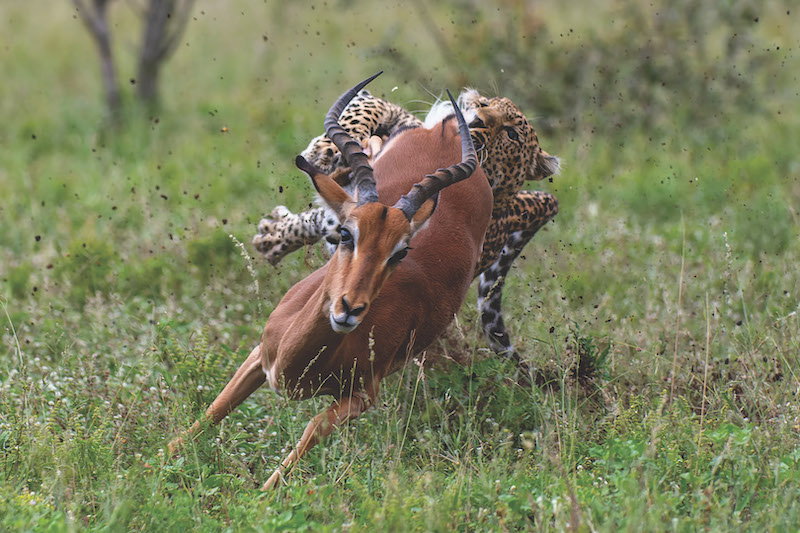 Bronze Medal - Runner Up - Up&Coming Medal-Junior - Nature Colour-Luiperd vangs-Marnus van Wyk-Bloemfontein Kameraklub