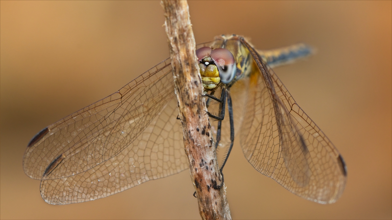 PSSA Bronze Medal-Junior - Nature Colour-Peekaboo-Michelle Reichert-Hibiscus Coast Photographic Society