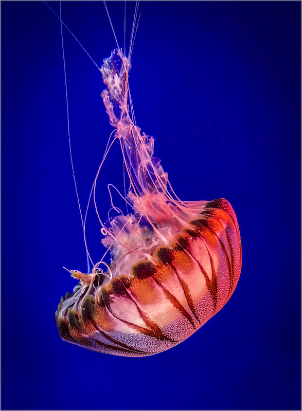 PSSA Bronze Medal-Scholar - Cell Phone Colour-Glowing tenticles-Sofia Van Der Merwe-Schools - Charlie Hofmeyr HS