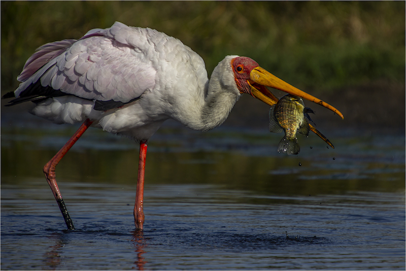 PSSA Bronze Medal - Nature-Nimmersat - Duane Langner - Centurion High School