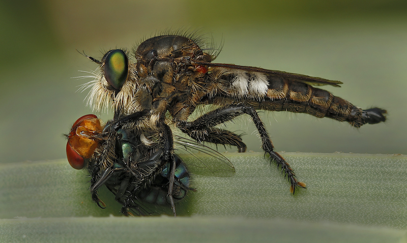 Brandpunt Club Medal - Wildlife Colour - Robber Fly with Prey - Nico Hattingh - Springs Photographic Club