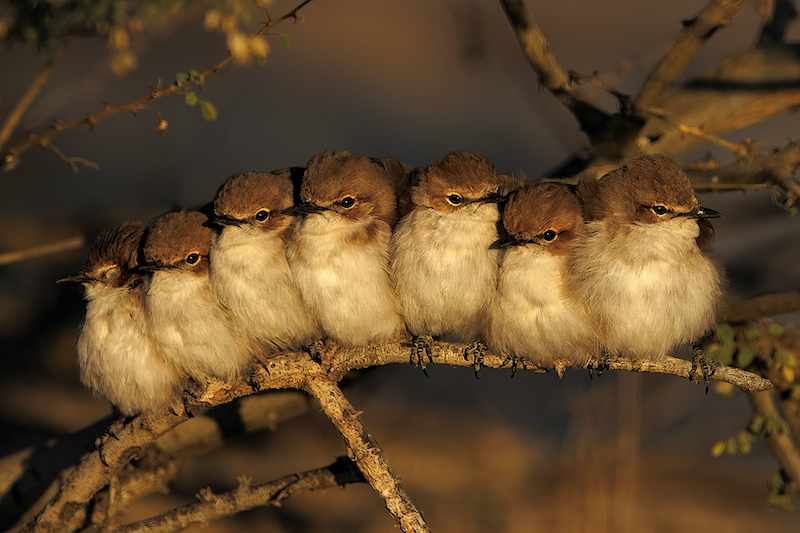 PSSA Silver Medal - Brids  Colour - Group Huddle - Wally Tollemache - Midlens Fotoklub