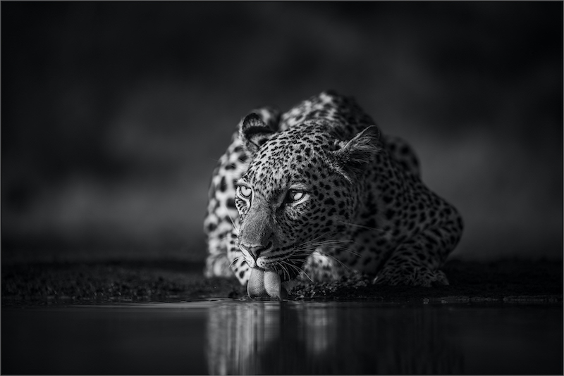 PSSA Silver Medal - Open Monochrome - Thirsty - Dewald Tromp - Midlens Fotoklub