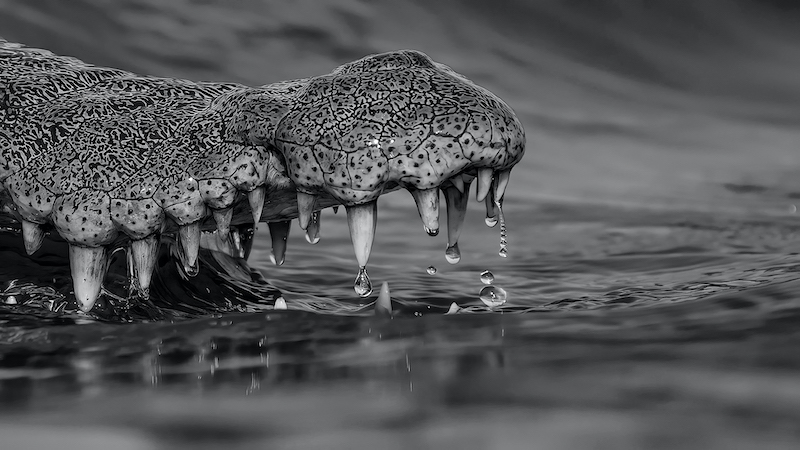 PSSA Silver Medal - Open Mono -Krokodiltande met waterdruppels - Trix Jonker - George Camera Club