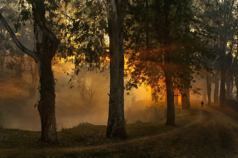 PSSA Silver Medal - Scapes - Hi Ho Hi Ho Its Off to Work I Go - Leon Heyes - Amber Camera Club