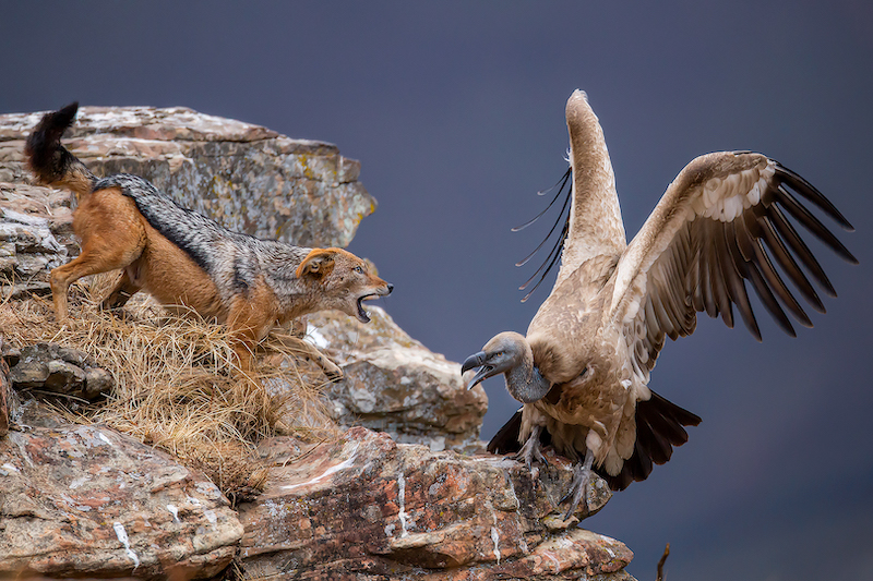 PSSA Silver Medal - Wildlife birds only - Chasing the vulture - Leon Jacobs - Vereeniging Photographic Society
