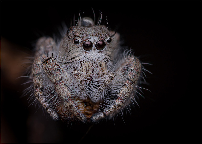 PSSA Silver Medal - Wildlife no birds - Ready to jump - Hannes Claassens - Midlens Fotoklub