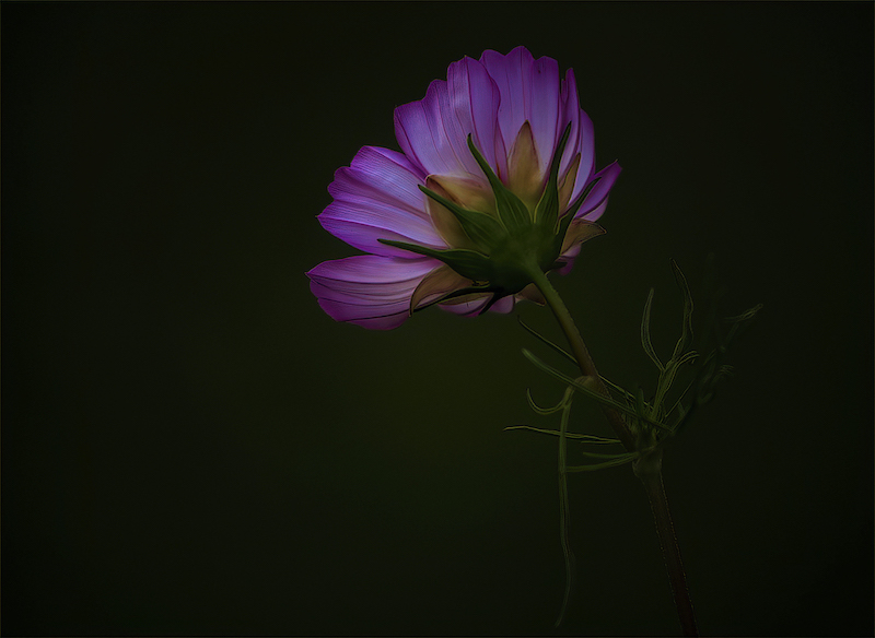 RPS Bronze Medal - Open Colour - Blommetjie - Gerrie Botha - Rustenburg Photographic Society