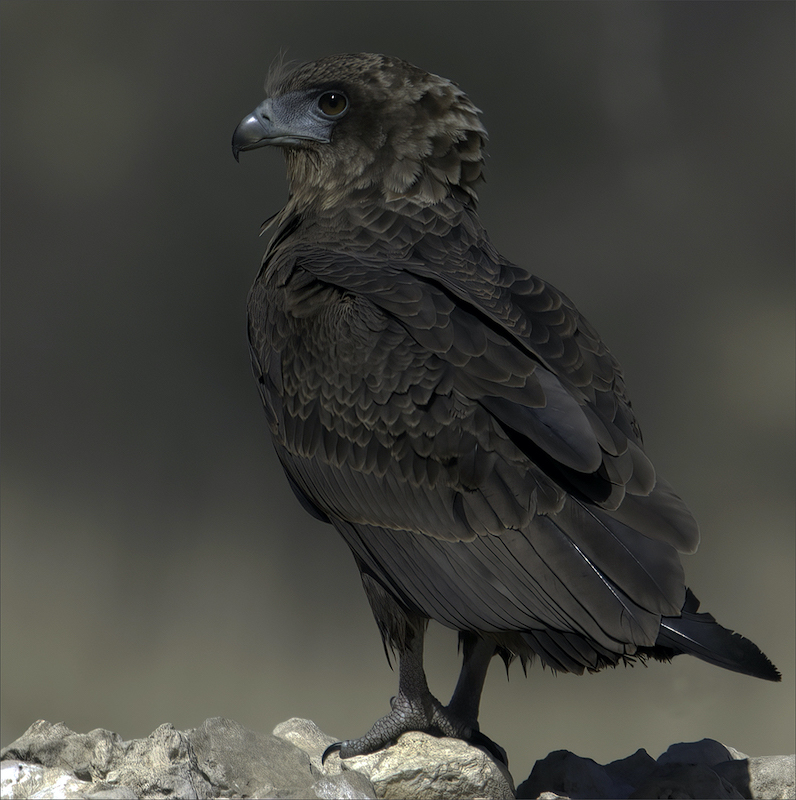 RPS Bronze Medal - Wildlife birds only - Juvenile Bateleur - Gerrie Botha - Rustenburg Photographic Society