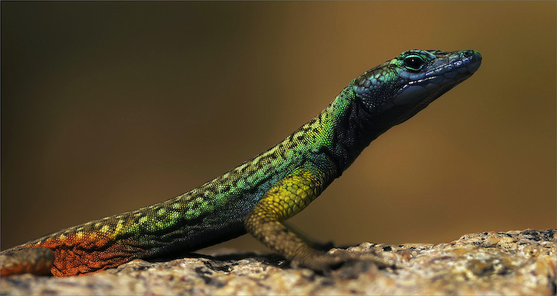 RPS Bronze Medal - Wildlife no birds - Nuuskierig - Gerrie Botha - Rustenburg Photographic Society