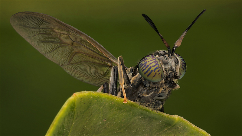 RPS Silver Medal - Open Colour - Dazzling Eyes - Jacques Kruger - Ermelo Foto Klub