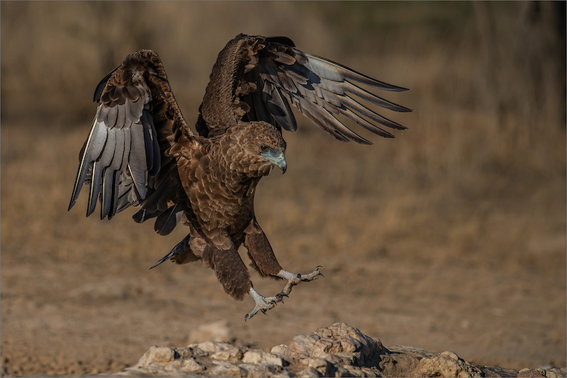 RPS Silver Medal - Wildlife birds only - Juvenile Bateleur in landing Mode - Gonnie Myburgh - National Photographic Club