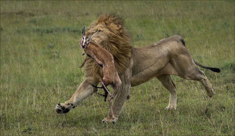 RPS Silver Medal - Wildlife no birds - Lion running with kill - Leon Venter - Bethel Fotografie Klub