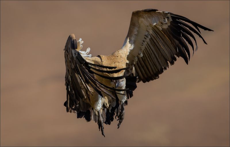 PAARL  Silver Club Medal-Nature - Colour-Loer deur die vere-Hardus Pieters-Ermelo Foto Klub