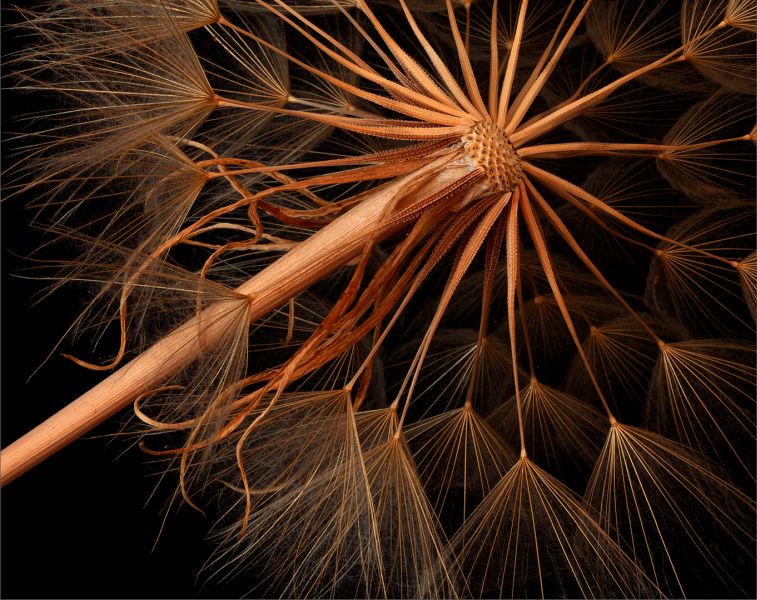 PAARL  Silver Club Medal-Open - Colour-Net n Dandelion 2-Rosa van Schalkwyk-Ermelo Foto Klub