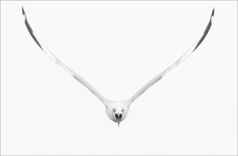 PAARL  Silver Club Medal-Open - Monochrome-I am very hungry-Mariana Venter-Midlens Fotoklub