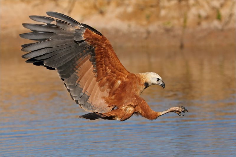 PAARL Bronze Club Medal-Nature - Colour-Black collared Hawk-Sonja Myburgh-Paarl Photographic Club