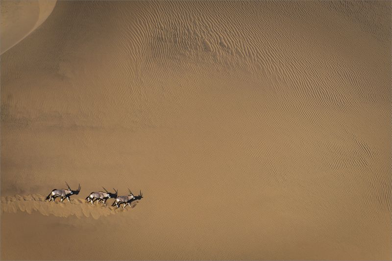 PSSA SILVER MEDAL-Nature - Colour-Walking the slope-Dewald Tromp-Midlens Fotoklub