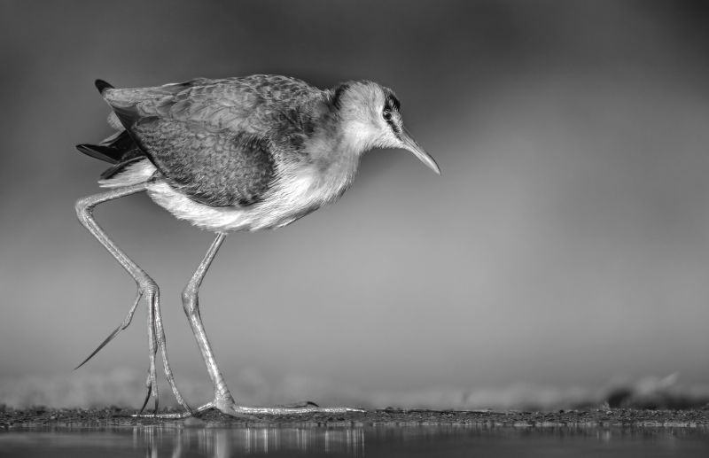 PSSA SILVER MEDAL-Open - Monochrome-jacana in mono-Kathy Kay-Hibiscus Coast Photographic Society