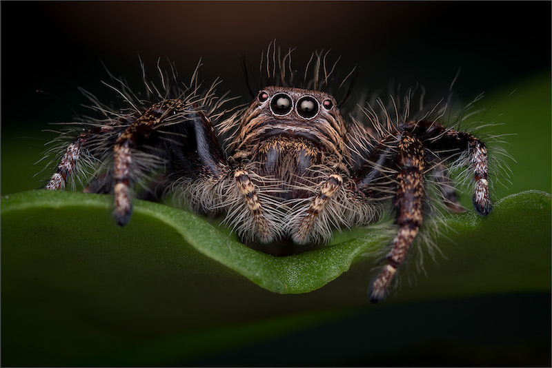 PSSA Bronze Medal - Nature Colour -Jumping spider 5529 - Hannes Claassens - Midlens Fotoklub