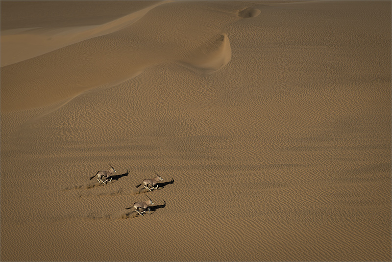 PSSA Silver Medal - Nature Colour -Racing trio - Dewald Tromp - Midlens Fotoklub
