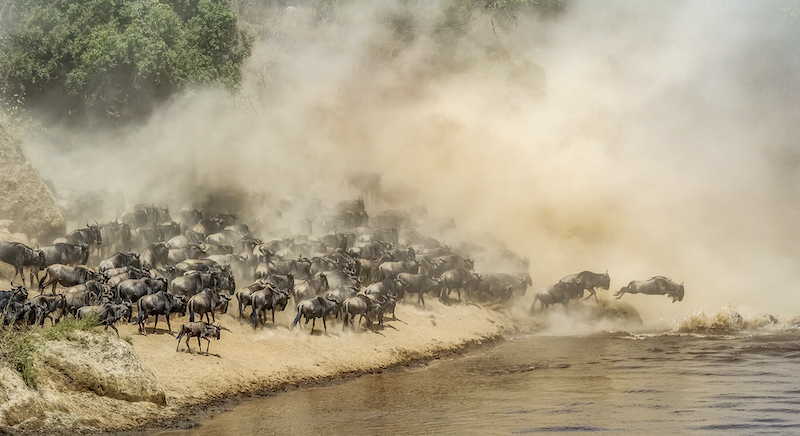PSSA Silver Medal - Street Photography and Photo Travel Photography Colour  -The Great Migration - Tania Cholwich - AFO Photography Club