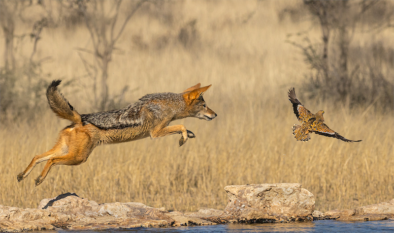 PSSA Silver medal - Nature colour - Flying like a bird - Ben Botha - Alberton Camera Club