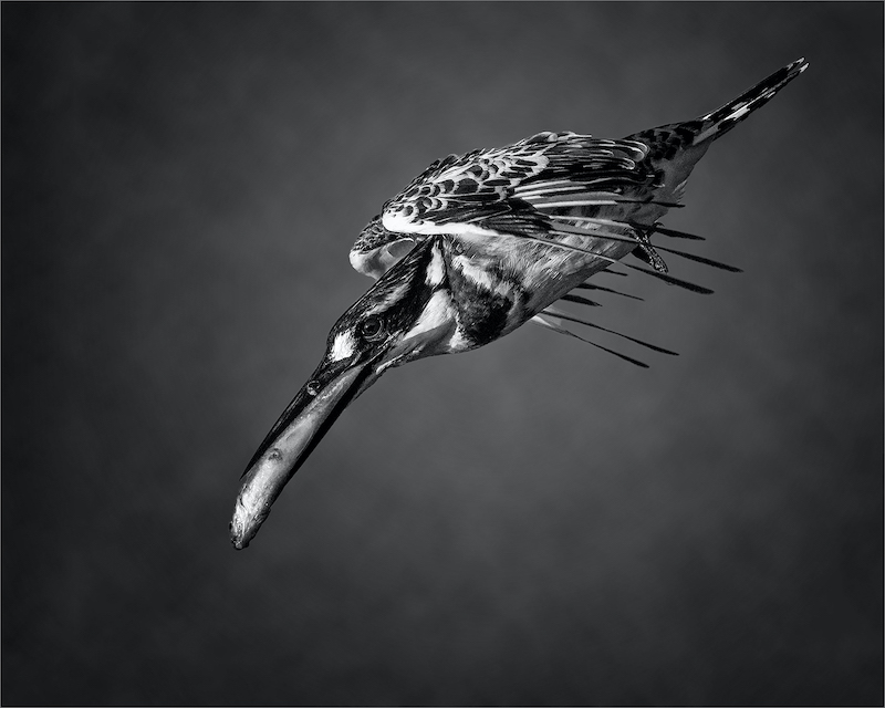 PSSA Silver medal - Theme Birds mono - Pied kingfisher with catch - Peter van der Byl - George Camera Club