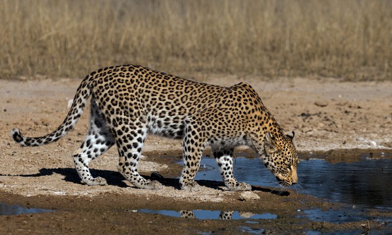 Alberton Camera Club Bronze Medal - Wildlife no Birds -Lekker water - Ben Botha - Alberton Camera Club