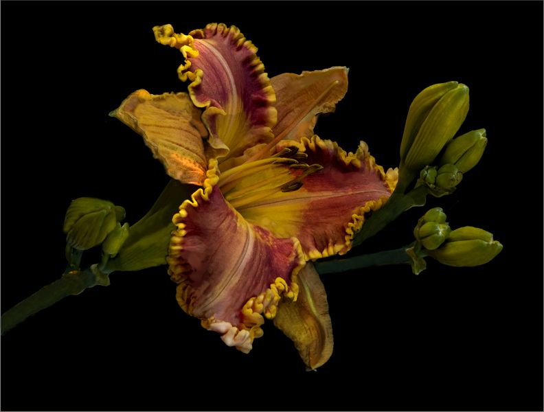 Alberton Camera Club Silver Medal - Open Colour -Pragtige lelie - Carin du Preez - Heigel Fotoklub