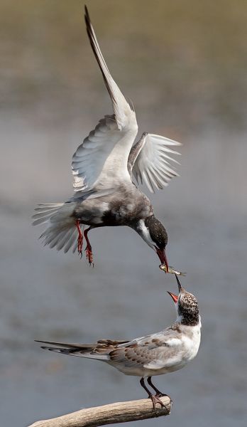 Alberton Camera Club Silver Medal - Wildlife Birds Only - sterretjie feeding young - Francois Roux - Vanderbijlpark Fotografiese Vereniging