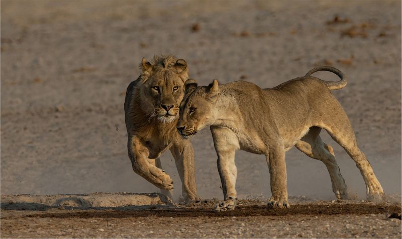Alberton Camera Club Silver Medal - Wildlife no Birds -Going to catch you - Annette Ligthelm - AFO Photography Club