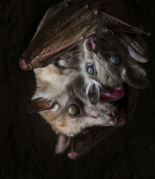 PSSA Silver Medal - Open Colour -mamma en baba vlermuise - Lynette Taljaard - Kriel Foto Club