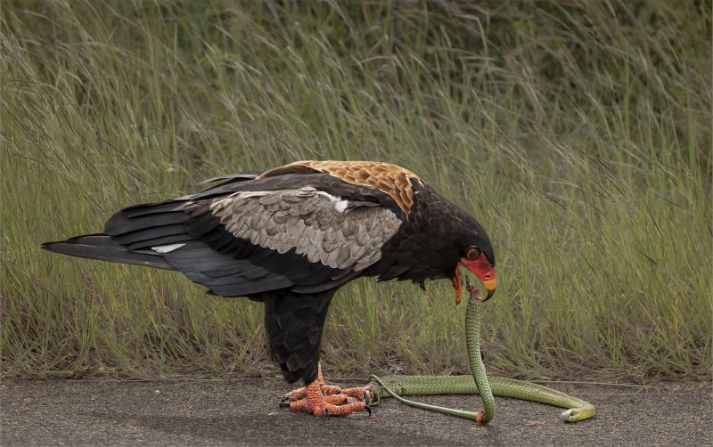 PSSA Silver Medal - Wildlife Birds - Appetizing Meal for the Bateleur - Tokkie Labuschagne - Magalies Foto Fun Club