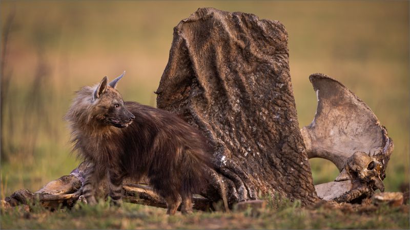 PSSA Silver Medal - Wildlife no Birds - Elephant Leftovers - Simon Fletcher - Southern Suburbs Camera Club