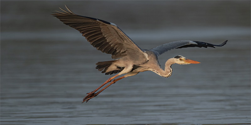 Amber Camera Club Bronze Medal-Nature Birds Only Colour-Flying Home to Roost-Shirley Swingler-Amber Camera Club