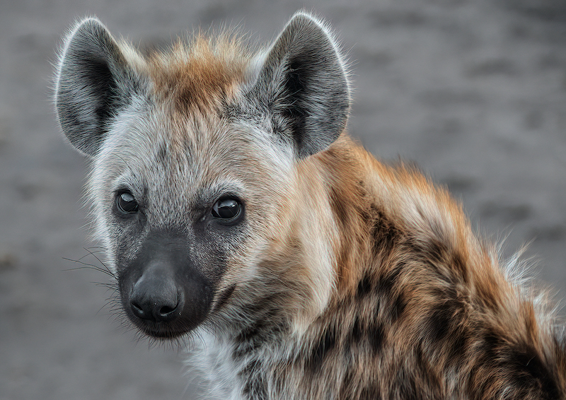 Amber Camera Club Bronze Medal-Nature No Birds Colour-Young hyena-Margaret Parker-Amber Camera Club