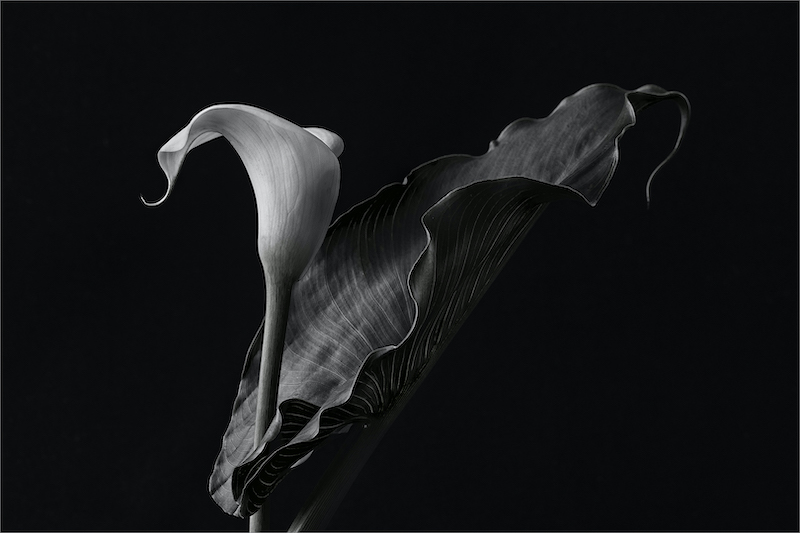 Amber Camera Club Bronze Medal-Open Monochrome-Arum Lily-Diane Hampson-Amber Camera Club