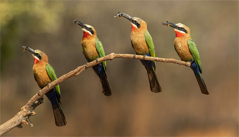 Amber Camera Club Silver Medal-Nature Birds Only Colour-They call us Bee Eaters-Johan Botha-Boksburg Camera Club