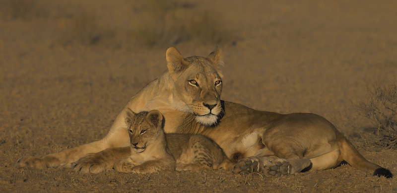 Amber Camera Club Silver Medal-Nature No Birds Colour-Onder ma se wakende oog 0222-Hennie Niemand-AFO Photography Club
